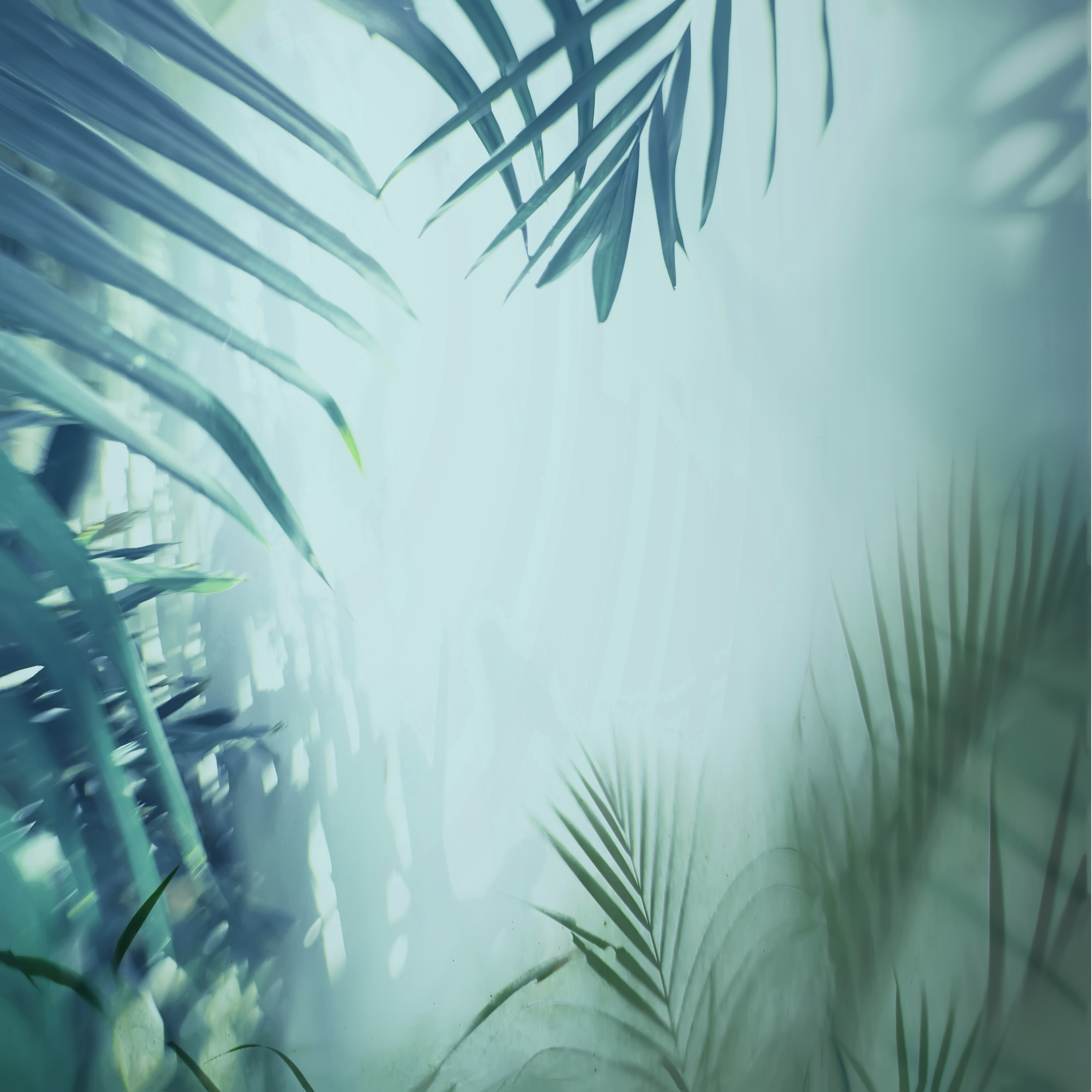 Jungle background.Jungle rainforest sunlight.