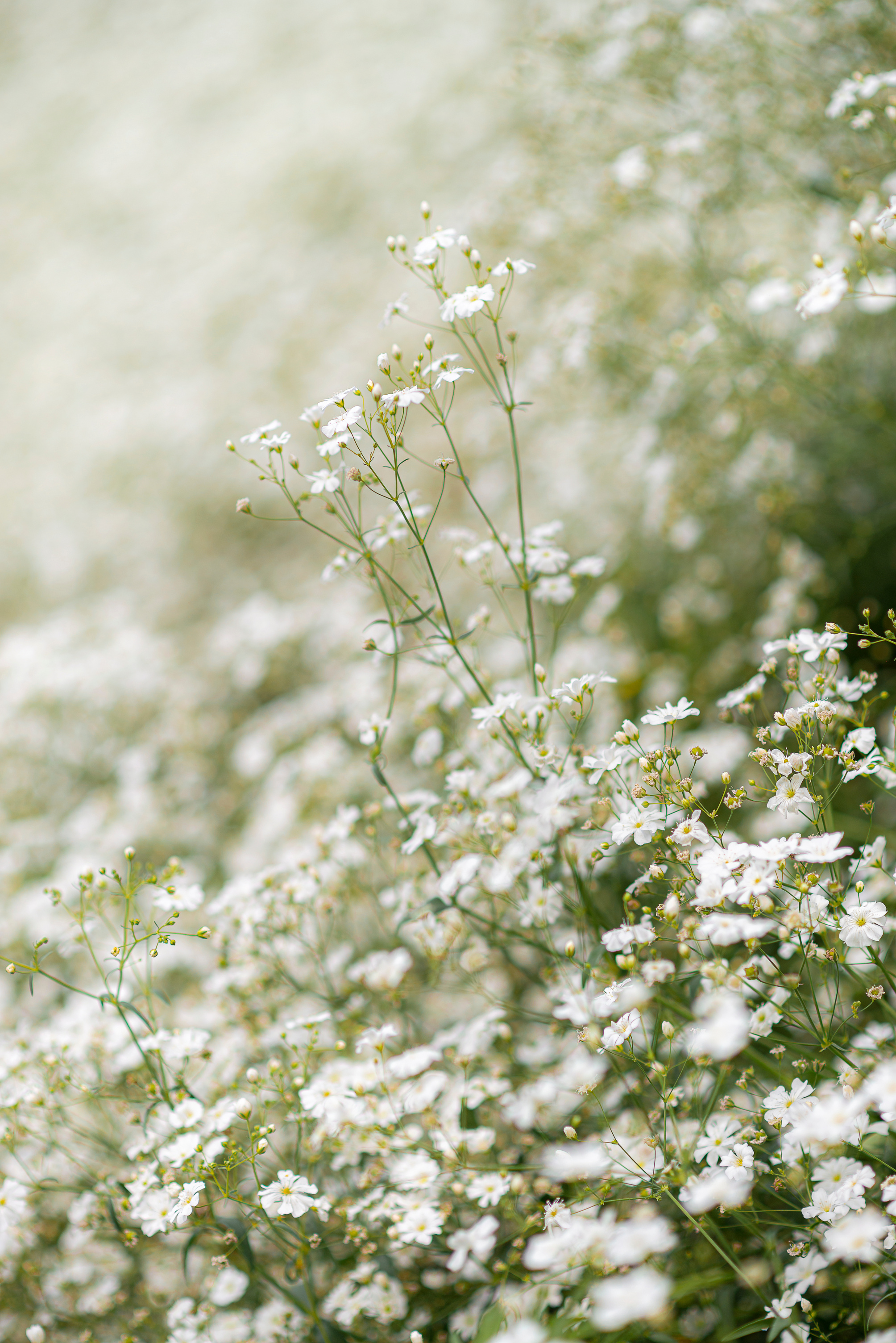 Baby's breath flower field number 4