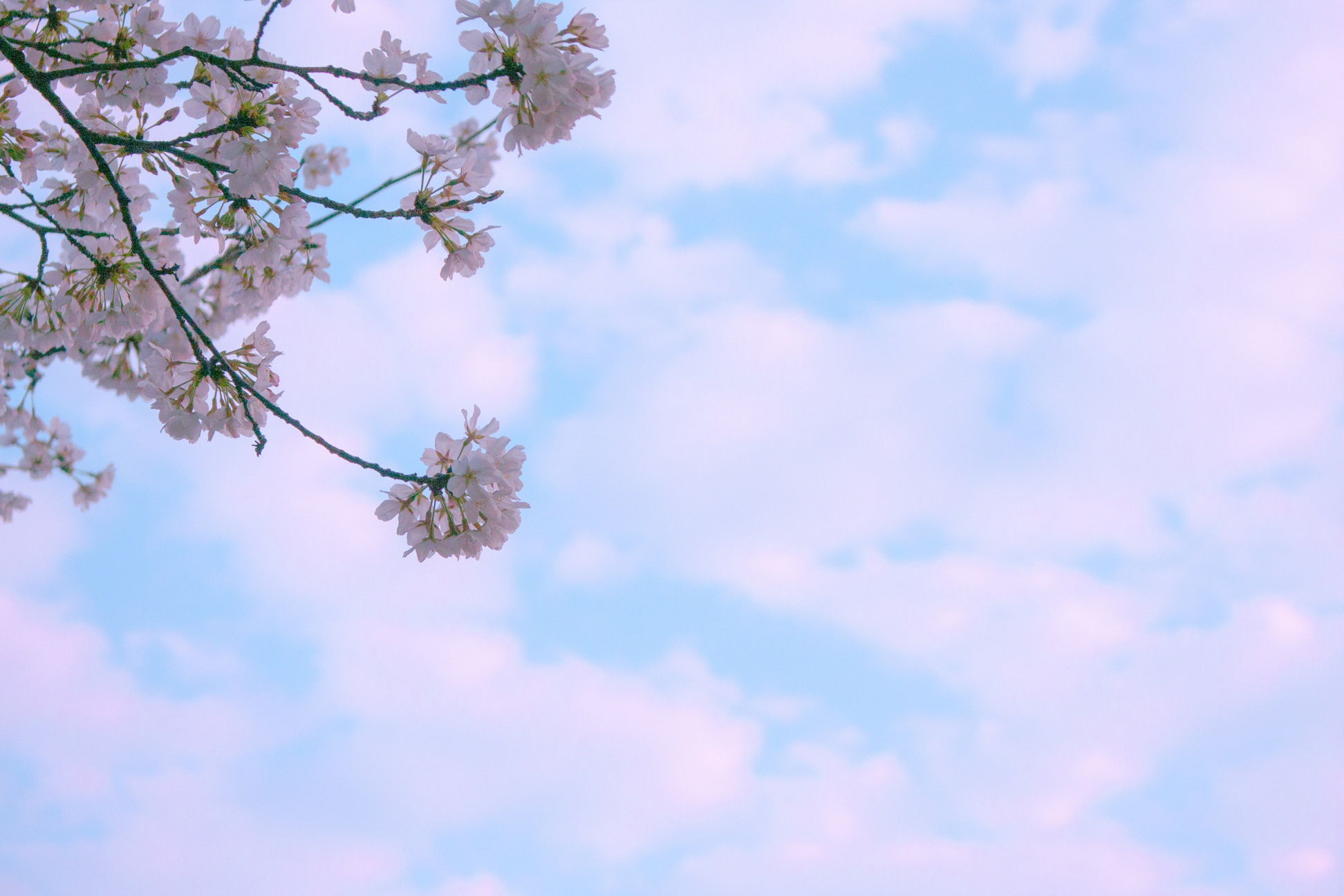 Nature Flowers, Flowers, Flowers Background, Flower Bouquet, Floral Background, Flowers Field